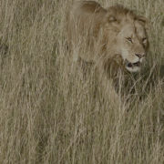 Lion striding through grass