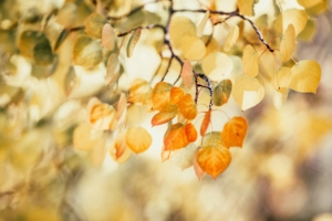 photo of fall leaves
